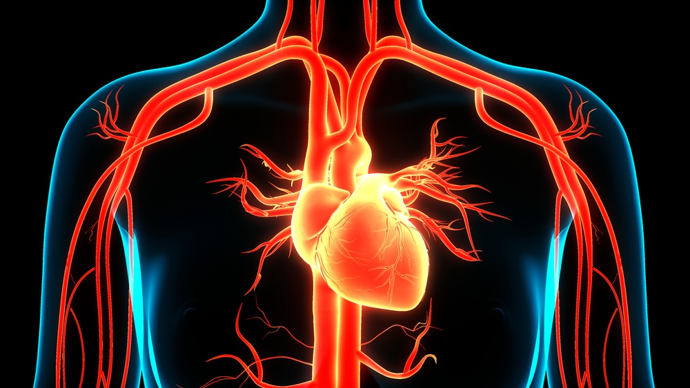 冠心病吃人参皂苷有用吗？研究发现，人参皂苷可增强心脏和血管功能