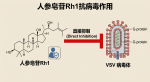 人参皂苷Rh1抗病毒作用